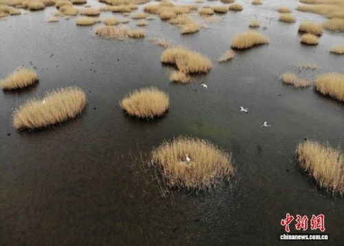 武威生態(tài)新畫(huà)卷 雪豹做客，黃沙披綠，生態(tài)材料銷售前景廣闊